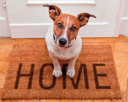 Como dar la bienvenida a una mascota adoptada